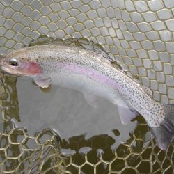 大安トラウトレイク釣果